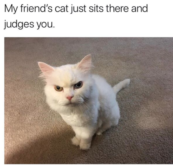 15 Cat Memes That Are Just Purr-Fect