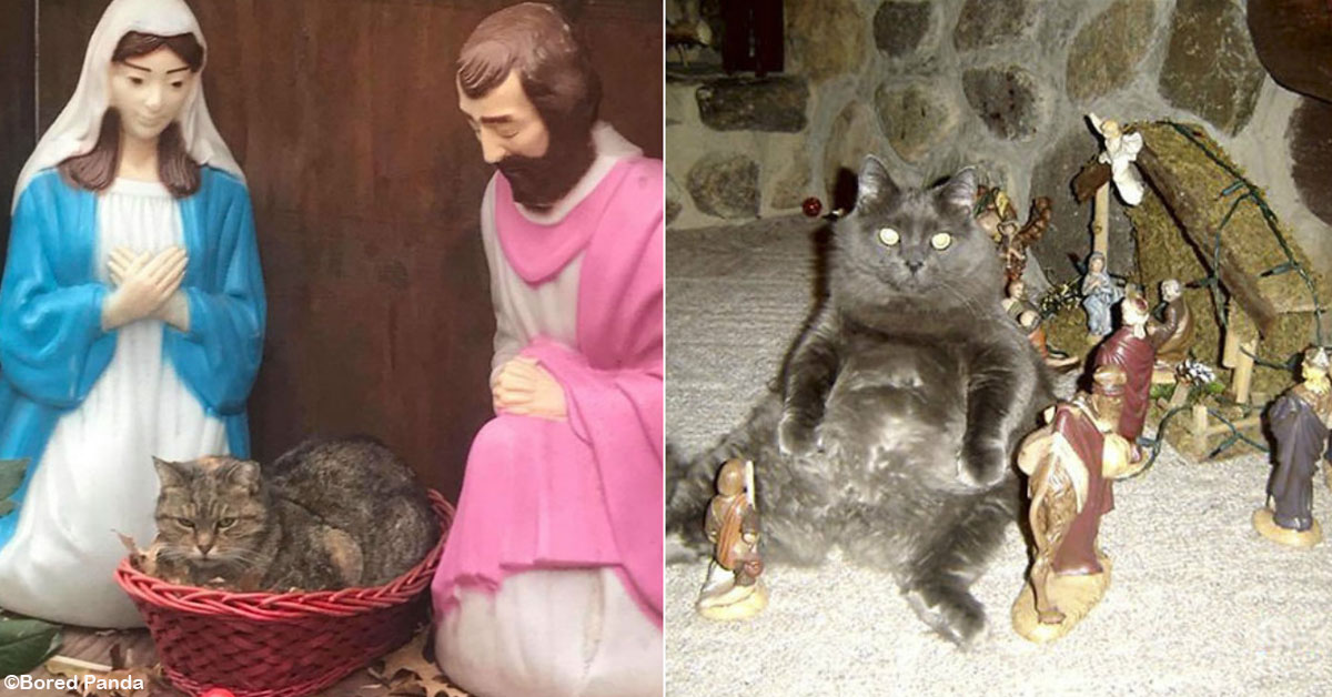 20 Times Cats Hilariously Crashed Nativity Scenes
