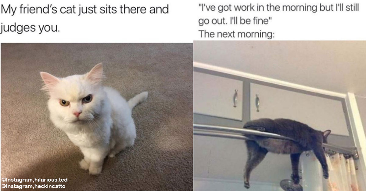 15 Cat Memes That Are Just Purr-Fect