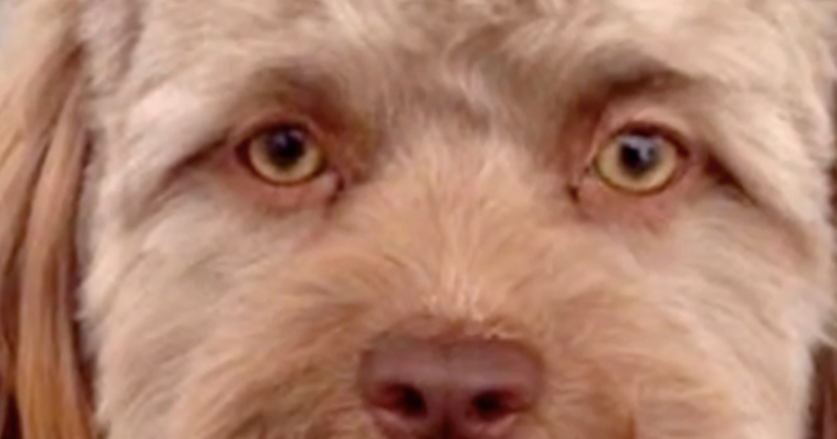 Dog With A Human Face Will Be The Newest Addition To Your Nightmares   3.14 5pm 2 