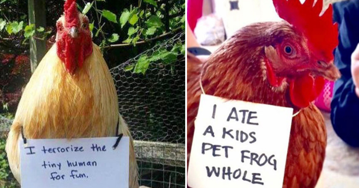 15 Farmers Who "ChickenShamed" Their Chickens