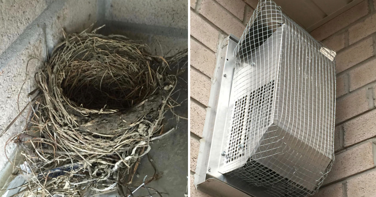 Man Documents His 4-Year Battle Against Birds