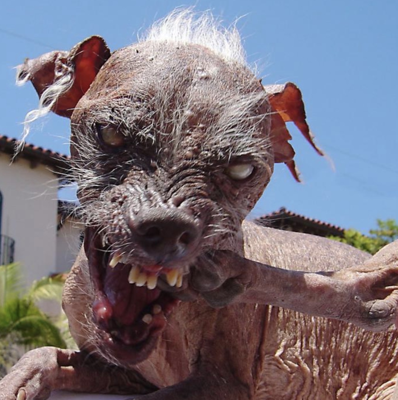 15 Beautiful Ugly Dogs From The World's Ugliest Dog Contest