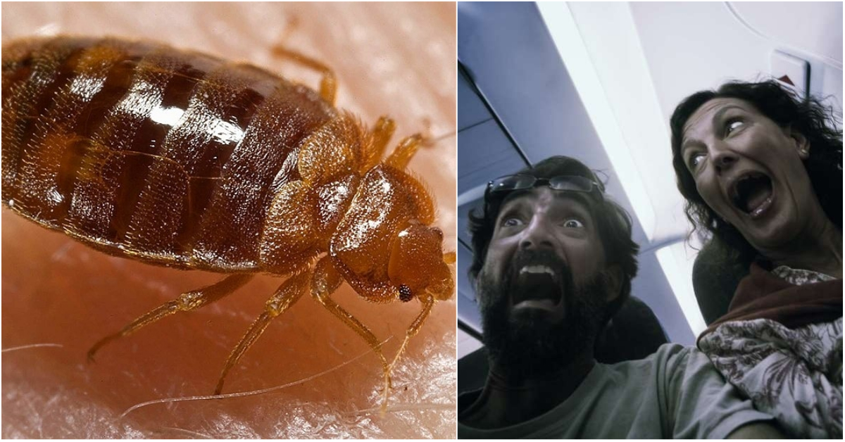 Bed Bugs Are Now on Airplanes Here's How You Can Spot Them