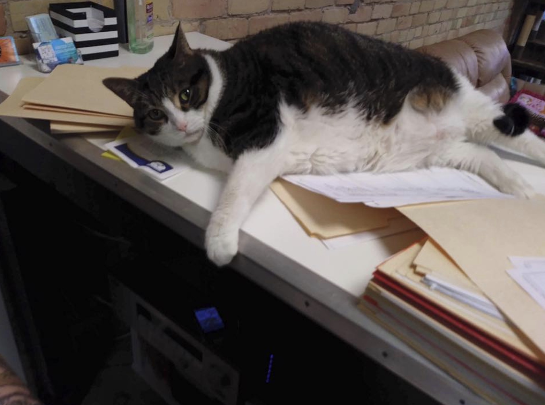 Кот дремот в реальной жизни. Кот дремот. Настоящий кот дремот. Кот дремот на столе. Кот дремот в обычной форме.