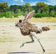 20 Hilarious Animal Hybrids That ll Make You Look Twice 20 Hilarious Animal Hybrids That ll Make You Look Twice