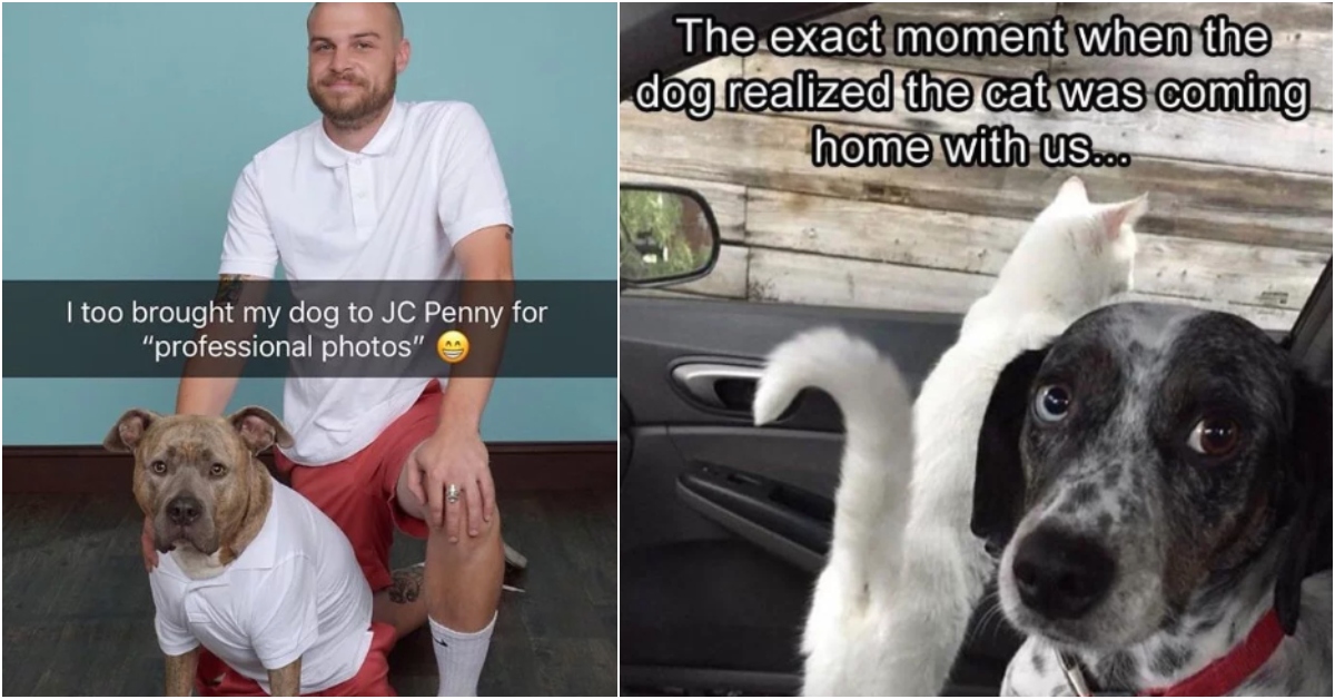 20 Memes for All the Dog Lovers out There