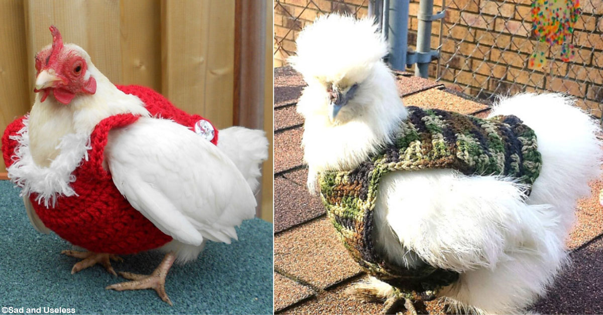 Take a Look at the Hottest Chicken Fashion for Autumn and Winter!