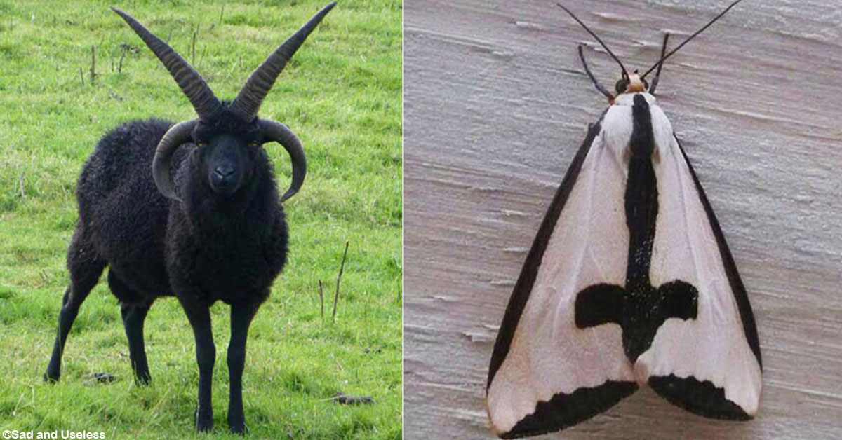 The Most Hardcore Metal Animals on the