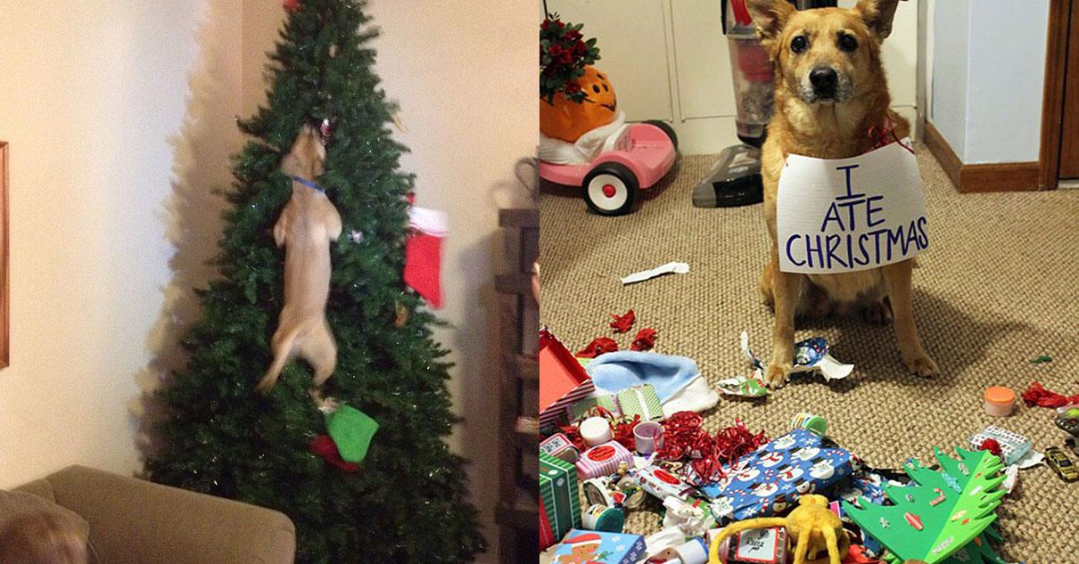 15 Pets That Ruined Christmas