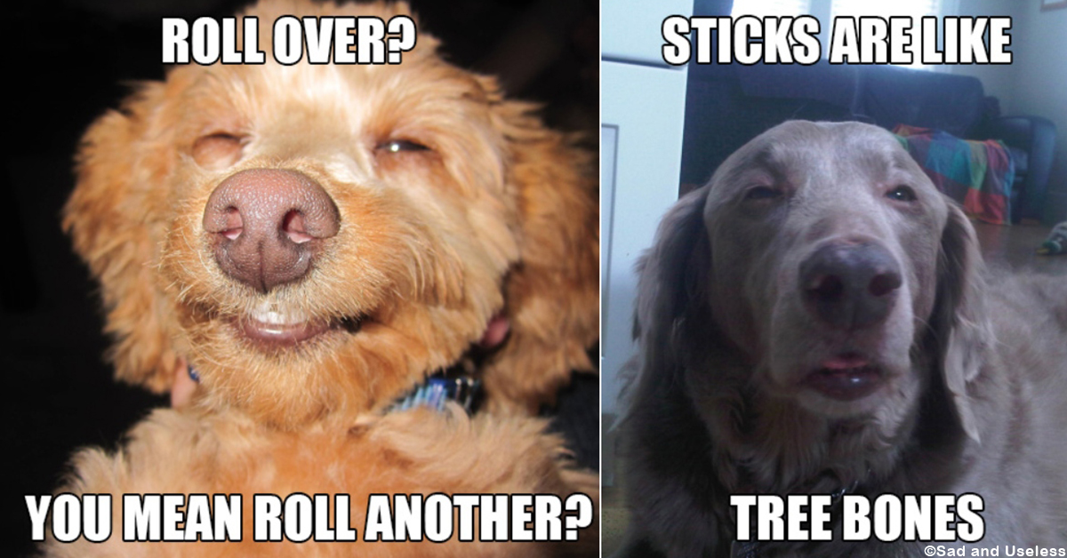 Stoner Dog Memes