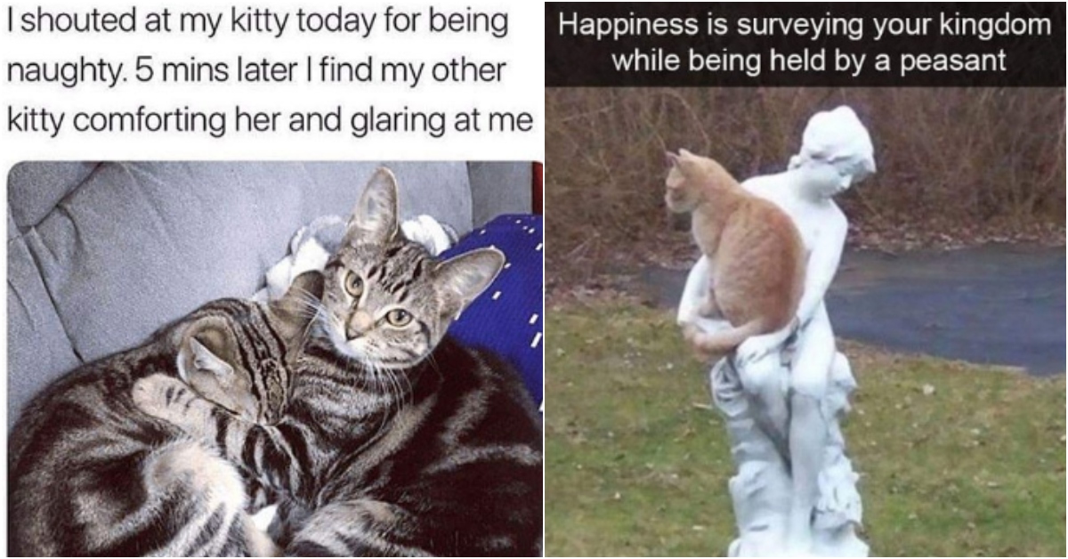 Cat Memes for Cat Lovers