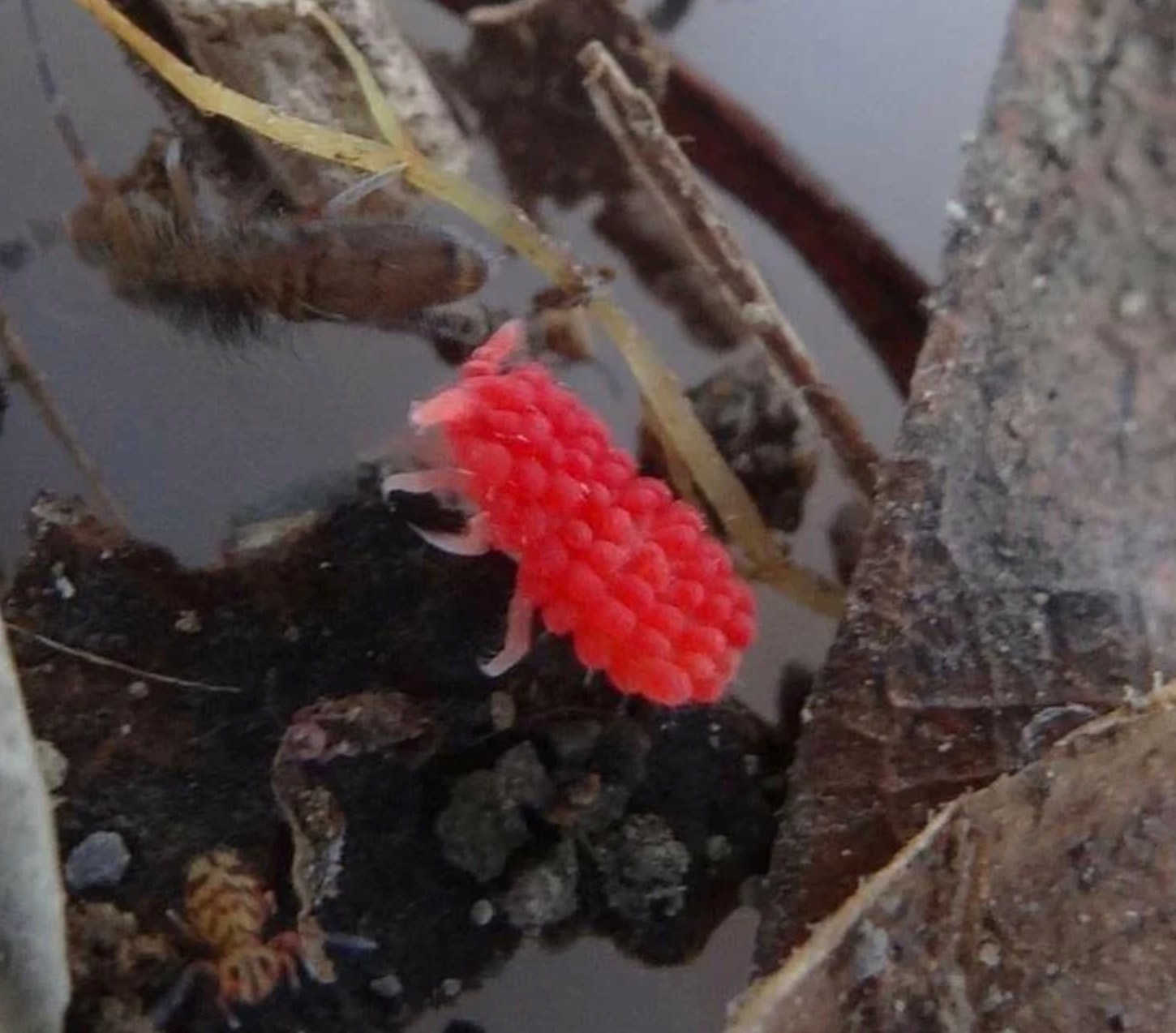 Bitable Objects 16 Inedible Objects That Look Delicious