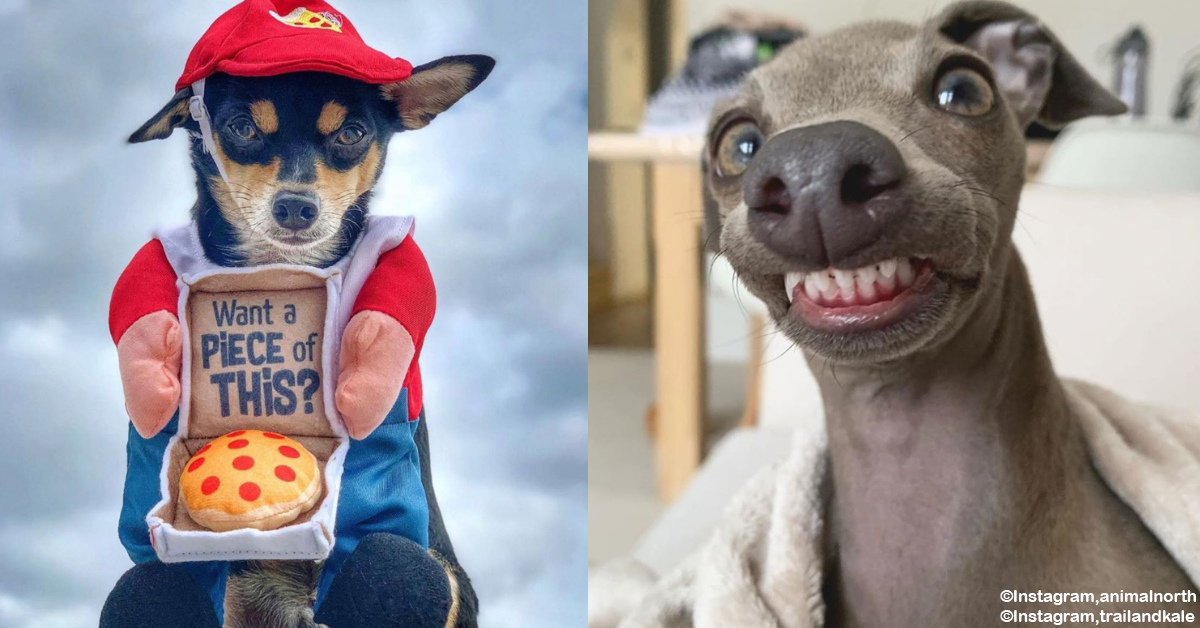 15 Silly Dogs That Should Put a Big Smile on Your Face