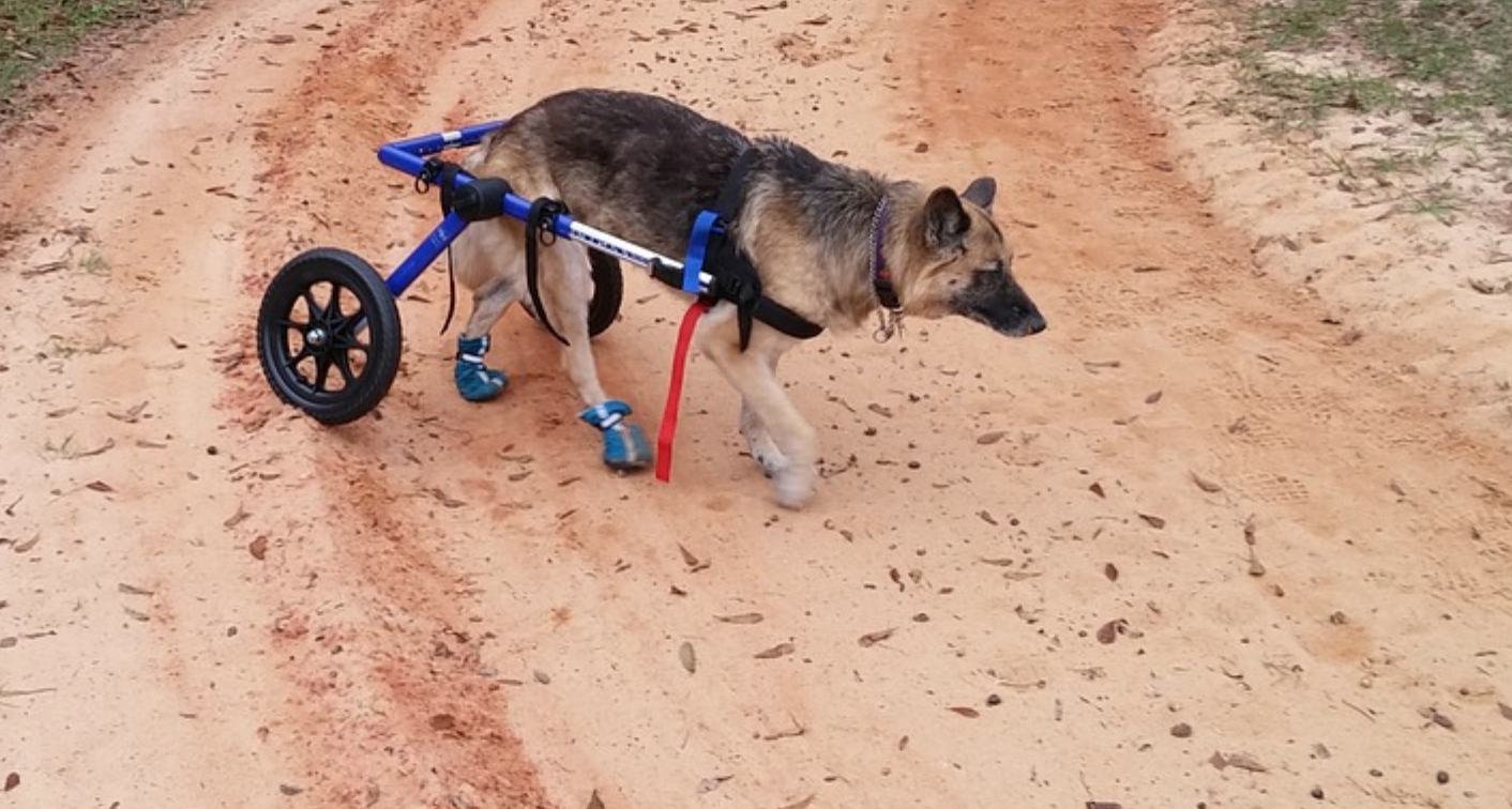 10 Good Dogs That Use Wheelchairs to Run and Play!