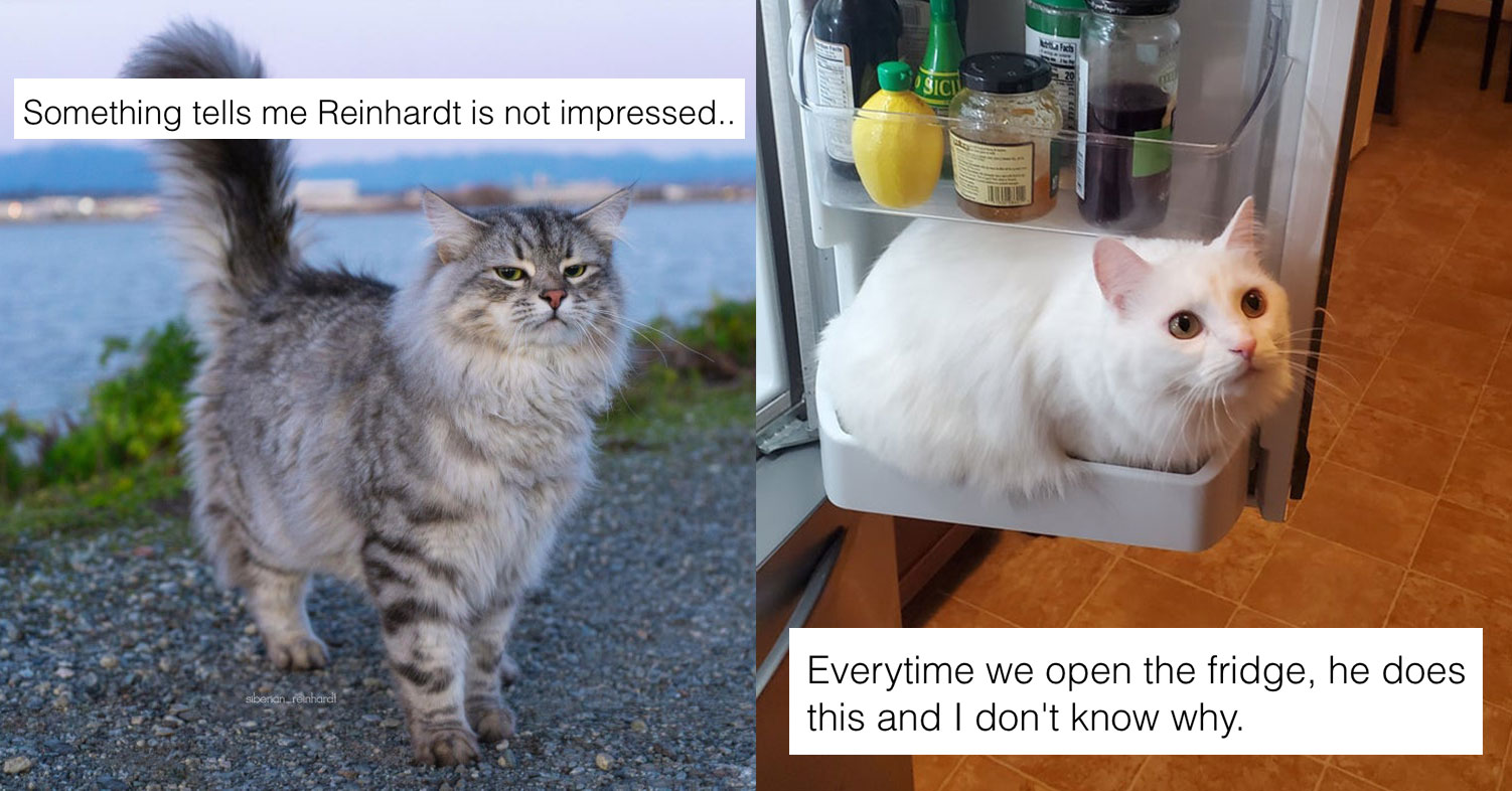 Here Are Some Great Cat Posts to Make You Smile