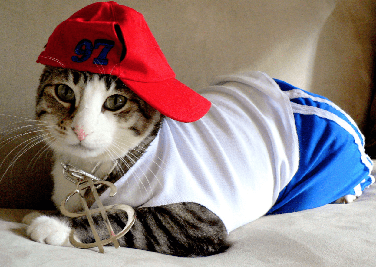 Check out These Gangsta Cats That Are Keepin' It Real