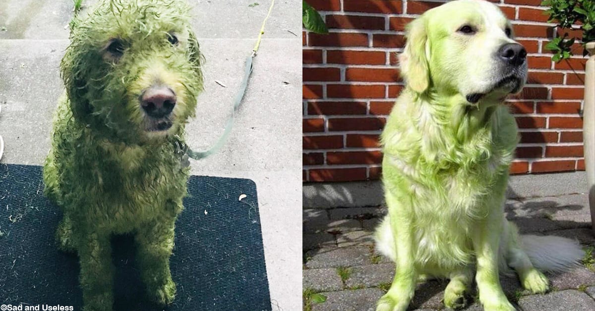 Visual Reference: These Bad Dogs All Played In Freshly Mowed Grass And