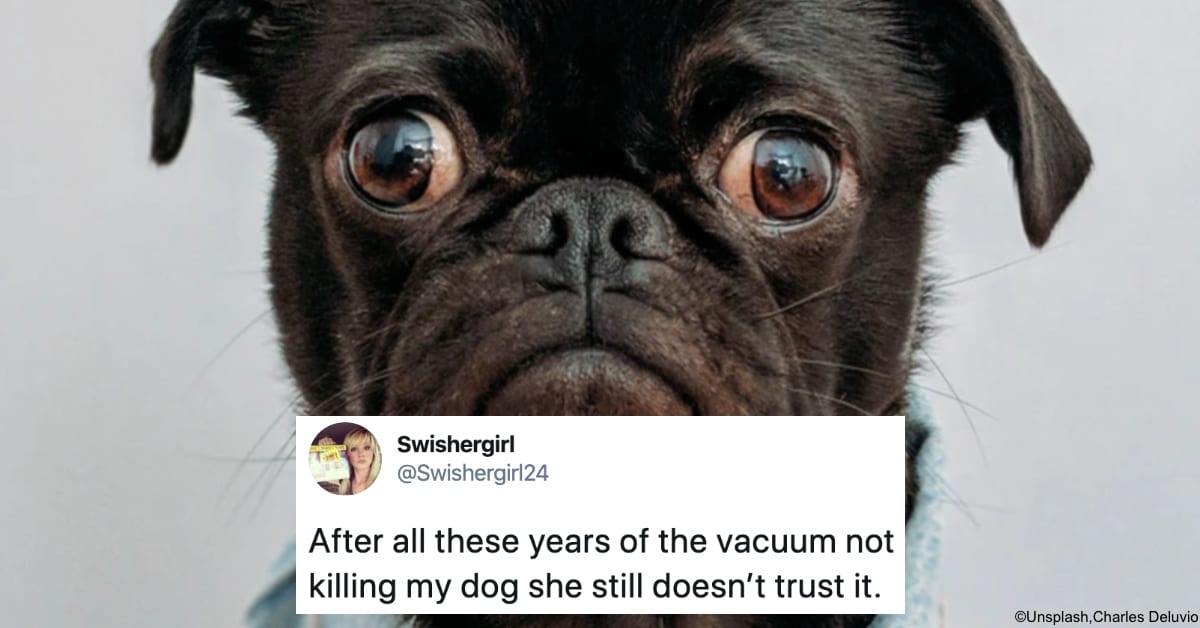 14 Funny Dogs Tweets About Our Beloved Pooches