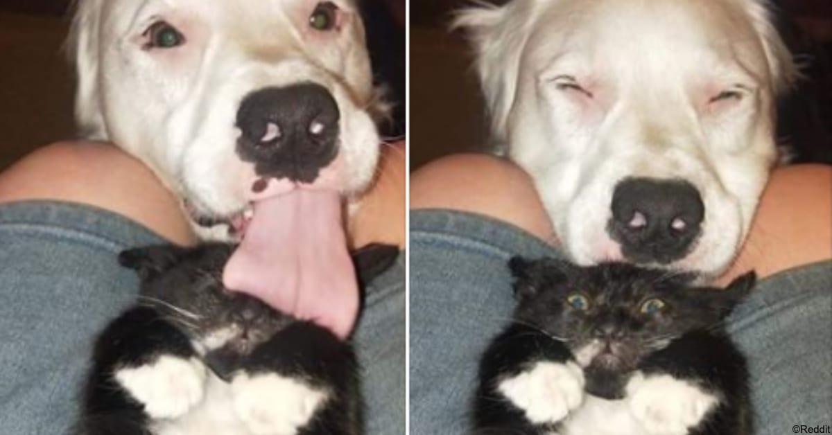 13 Funny Cat Snapchats That We Think You'll Love