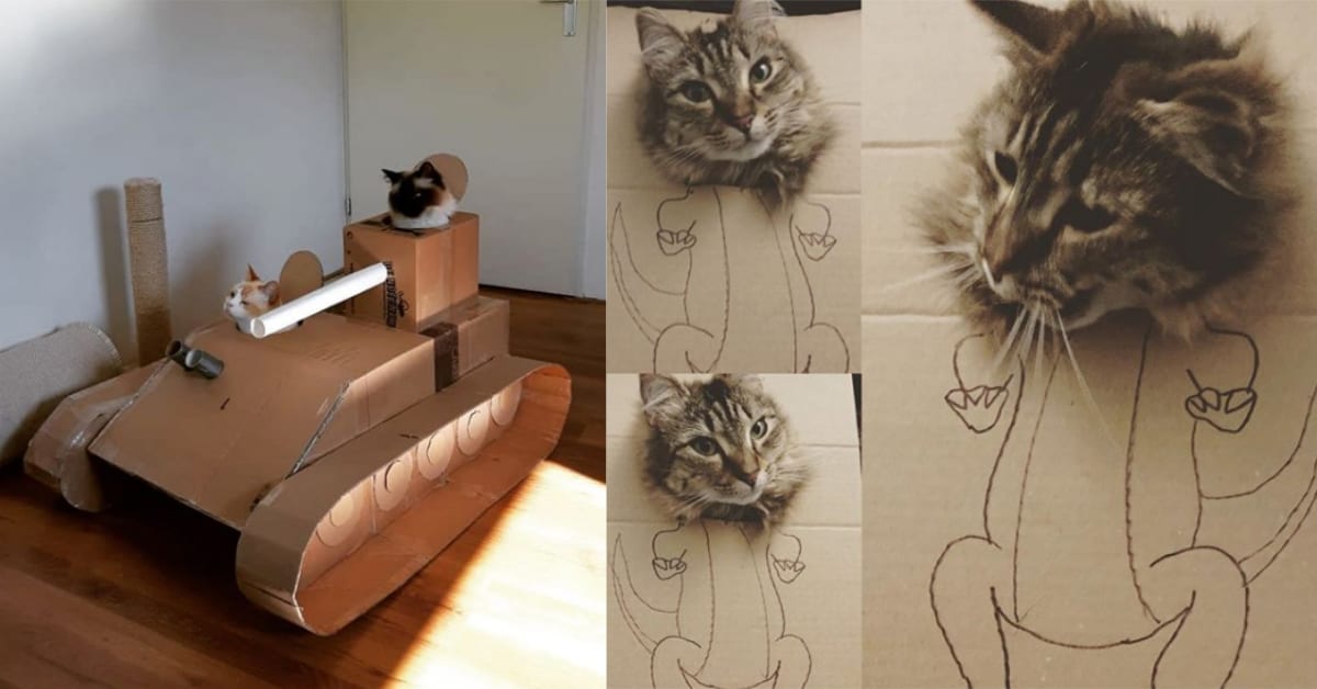 Cats Are Obsessed With Cardboard and Here Are the Photos to Prove It