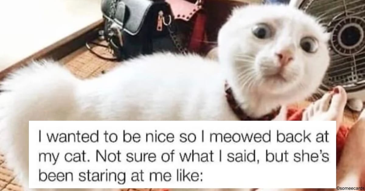 13 Funny Memes for All the Cat Lovers out There