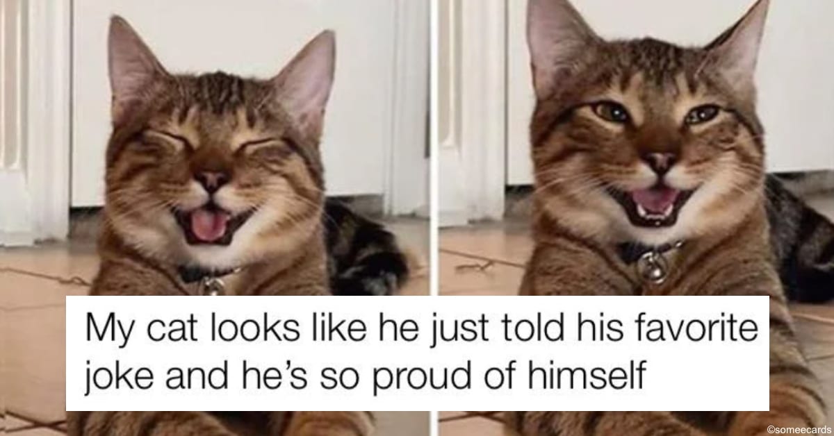 These Posts Capture the True Spirit of Our Beloved Cats