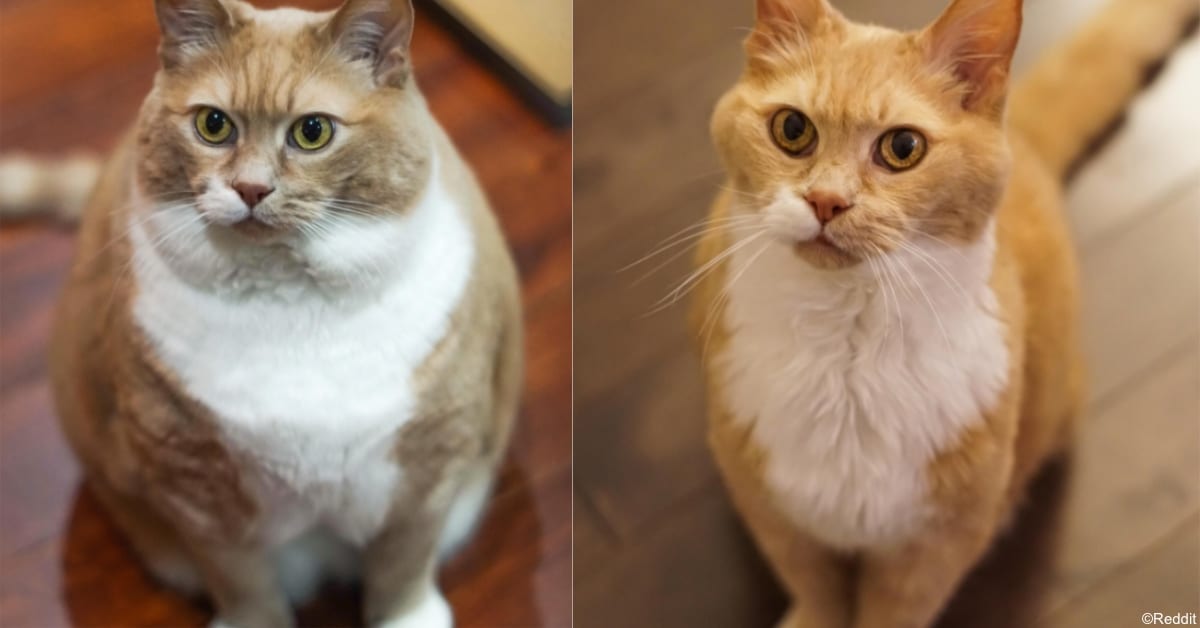 13 Cats Who Went From Being Chunkers to Totally Lean