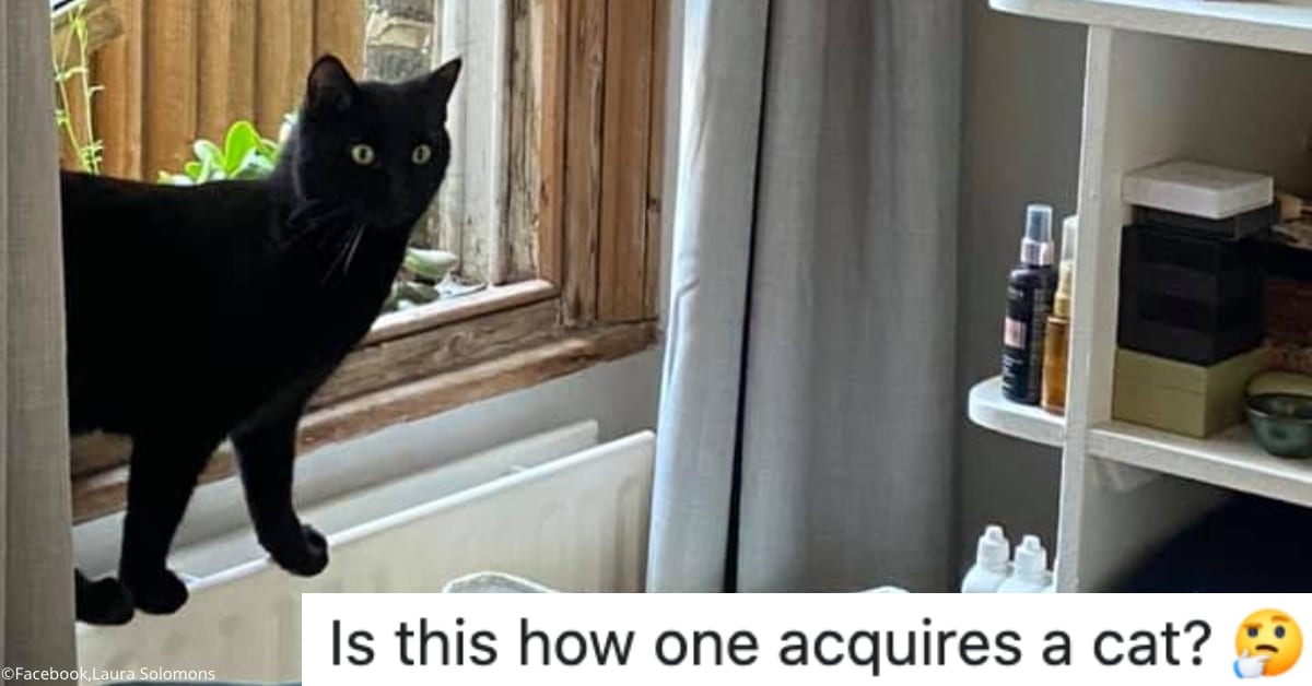 These Cats Just Showed Up Inside Random Houses And Made Themselves At Home