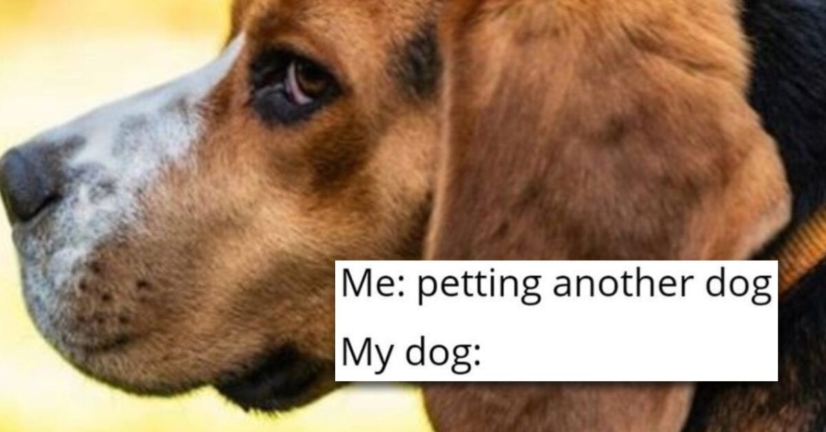 Hilarious Dog Memes for Your Viewing Pleasure