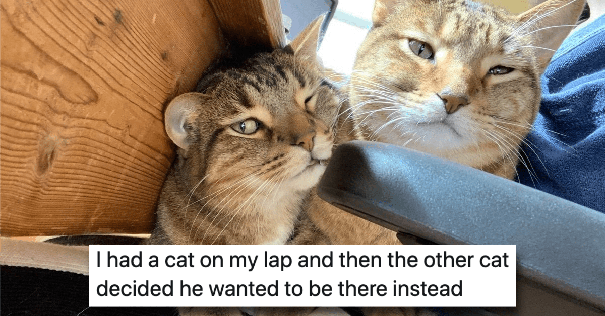 Enjoy These Funny Tweets About Cats and Dogs