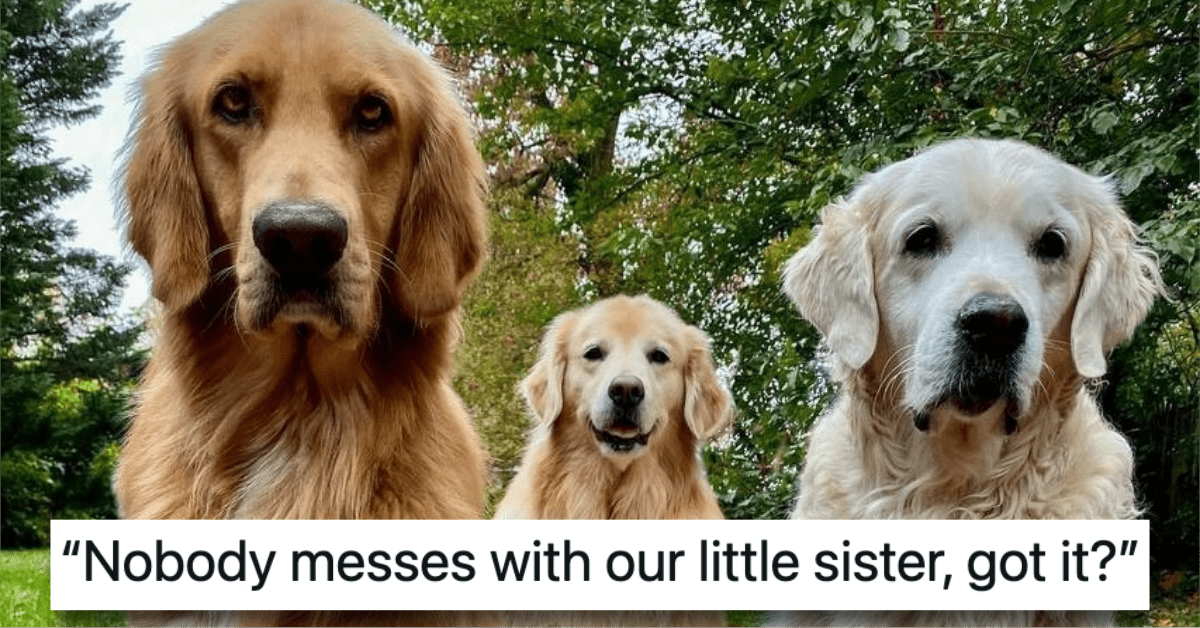 13 Hilarious Dog and Cat Tweets That We Think You'll Want to See