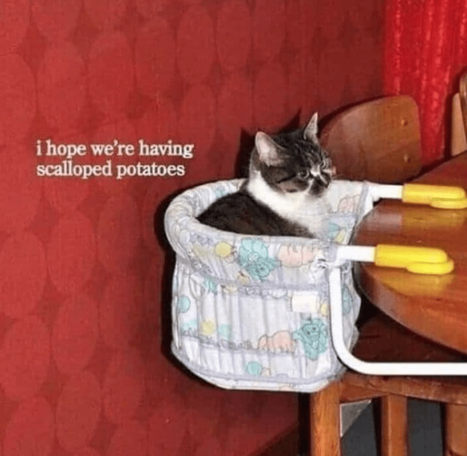 9 Hilarious Cat Memes That Will Put A Smile On Your Face, PetPlace