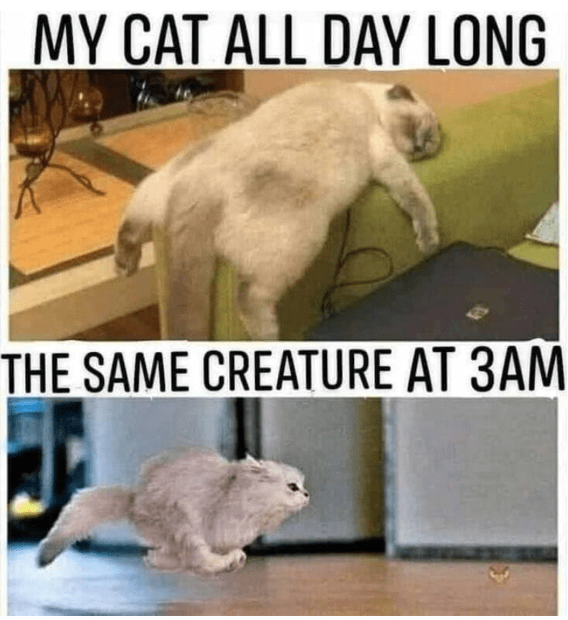 12 Cat Memes That Will Put a Big Smile on Your Face