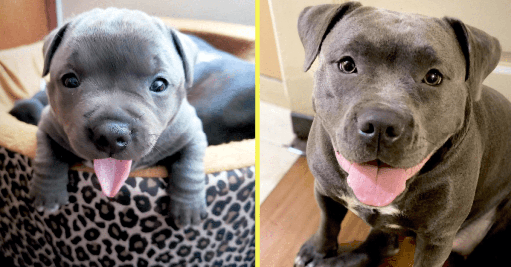 enjoy-these-adorable-photos-of-dogs-growing-up