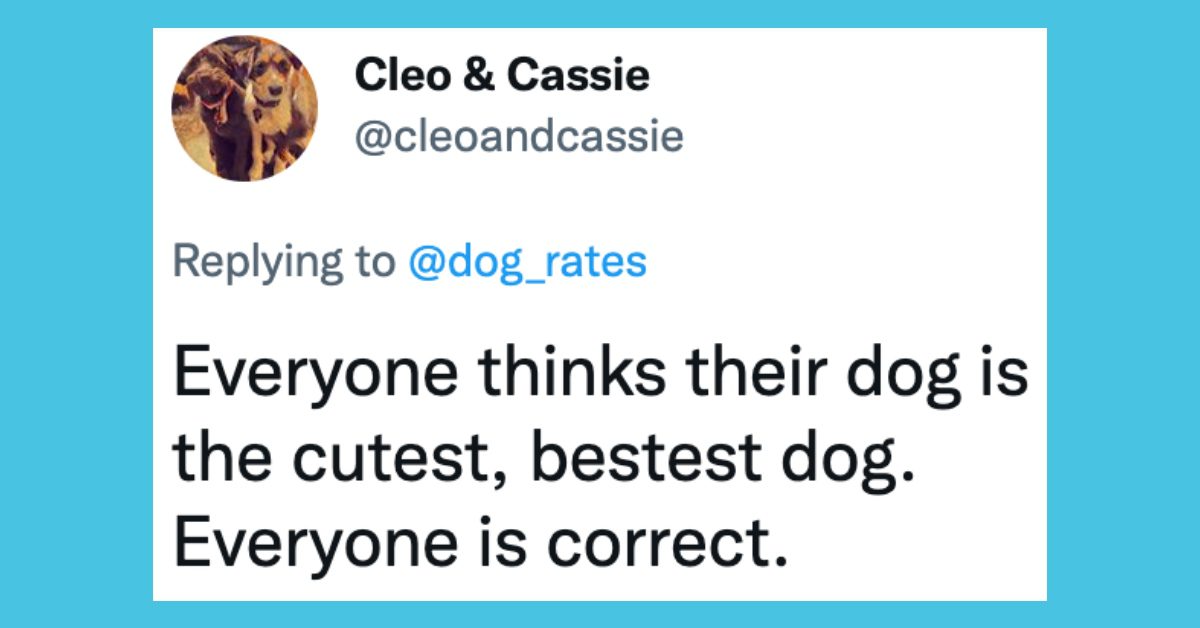 if-you-have-pets-these-tweets-will-make-you-laugh