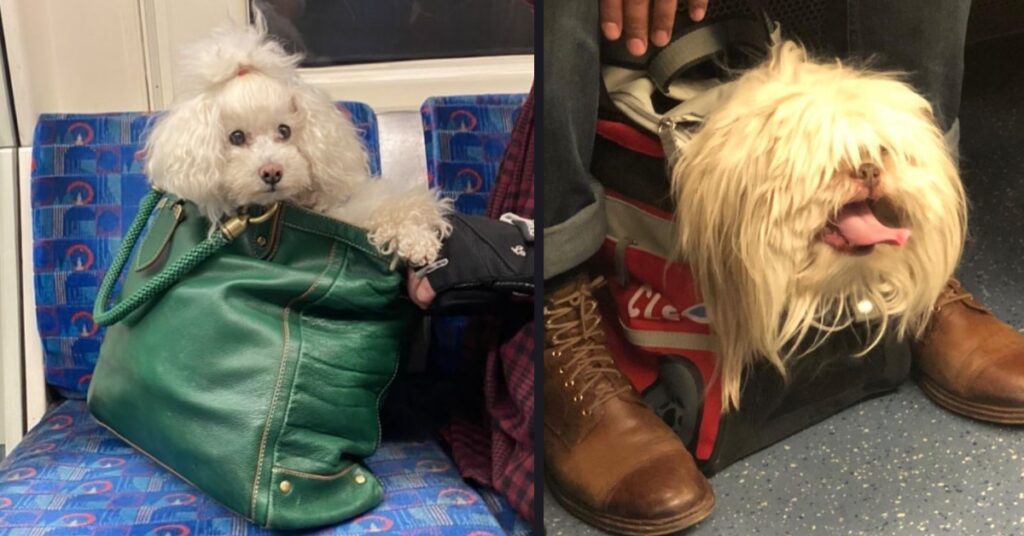 10 Cute Photos of Dogs in Bags